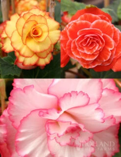 Menu Picotee Begonia Collection