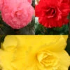 Menu Ruffled Begonia Collection 2 Menu Ruffled Begonia Collection -Holland Bulb Farms 71125 ruffled begonia collection