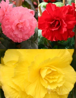 Menu Ruffled Begonia Collection