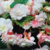 Menu Angelique Begonia -Holland Bulb Farms 71129 angelique begonia 1