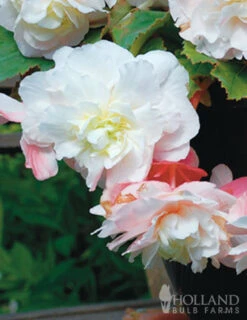 Menu Pretty Pink Porch Begonia Collection -Holland Bulb Farms 71129 angelique begonia 2