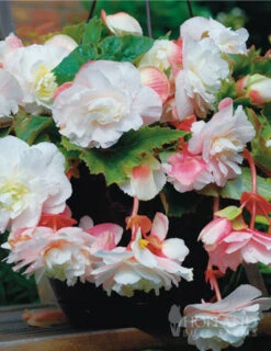 Menu Shady Container Garden Collection -Holland Bulb Farms 71129 angelique begonia 3