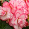 Menu Bouton De Rose Double Begonia -Holland Bulb Farms 71134
