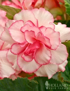 Menu Pretty Pink Porch Begonia Collection -Holland Bulb Farms 71134 bouton de rose double begonia 2 1