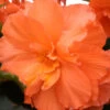 Menu Orange Hanging Basket Begonias -Holland Bulb Farms 71135 orange hanging basket begonias