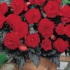 Menu Dark Leaf Red Begonia
