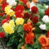 Menu Mixed Double Begonias Value Bag -Holland Bulb Farms 71138 mixed double begonias