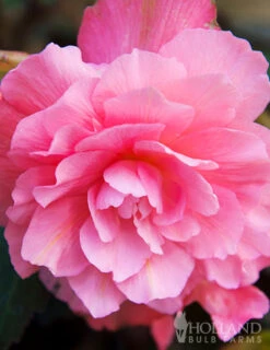 Menu Pretty Pink Porch Begonia Collection -Holland Bulb Farms 71141 pink hanging basket begonia 1