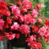 Menu Pink Hanging Basket Begonia -Holland Bulb Farms 71141 pink hanging basket begonia 2