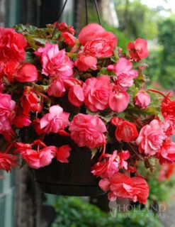 Menu Pink Hanging Basket Begonia