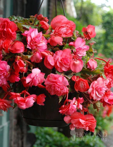 Menu Pink Hanging Basket Begonia 3 Menu Pink Hanging Basket Begonia
