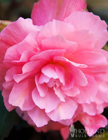 Menu Pink Hanging Basket Begonia 4 Menu Pink Hanging Basket Begonia - Image 2