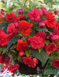 Menu Summer Patio Container Garden -Holland Bulb Farms 71142 red hanging basket begonia 2