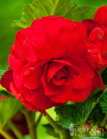Menu Red Hanging Basket Begonia 3 Menu Red Hanging Basket Begonia