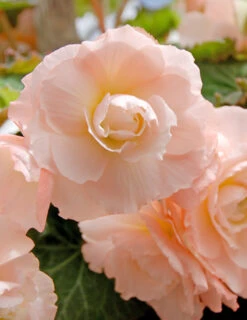 Menu Pink Blush Scentiment Begonia