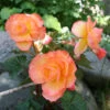 Menu Sunrise Scentiment Begonia
