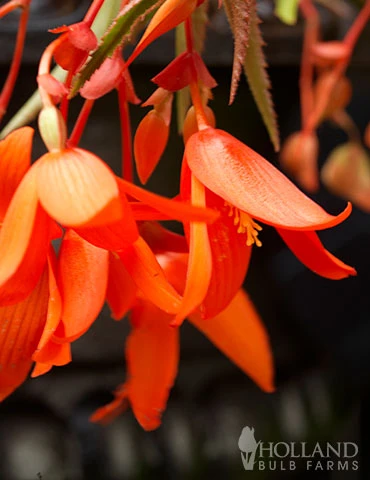 Menu Santa Cruz Begonia 5 Menu Santa Cruz Begonia - Image 3