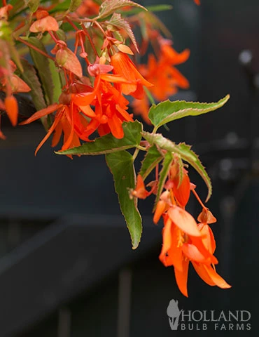 Menu Santa Cruz Begonia 6 Menu Santa Cruz Begonia - Image 4