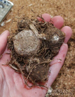 Menu Easy Complete Shade Garden -Holland Bulb Farms 72100 caladium mixed 2