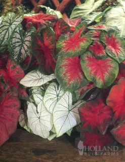 Menu Shady Container Garden Collection -Holland Bulb Farms 72100 caladium mixed 3