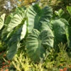 Menu Elephant Ear - Colocasia Esculenta -Holland Bulb Farms 72101 elephant ear