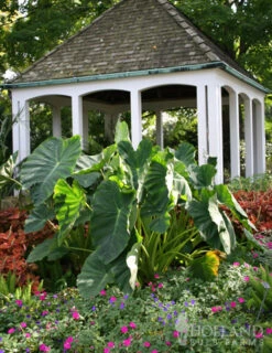 Menu Tropical Dream Garden Collection -Holland Bulb Farms 72101 elephant ear 2 1