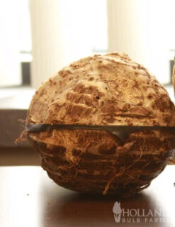 Menu Tropical Dream Garden Collection -Holland Bulb Farms 72101 elephant ear 3 1