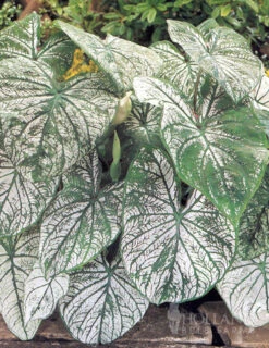 Menu Golden Glory Shade Garden Collection -Holland Bulb Farms 72104 candidum caladium 1
