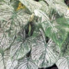 Menu Candidum Caladium -Holland Bulb Farms 72104 candidum caladium