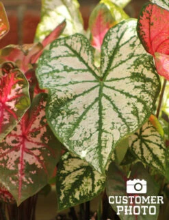 Menu Red And White Caladium Collection -Holland Bulb Farms 72104 candidum caladium 3 2