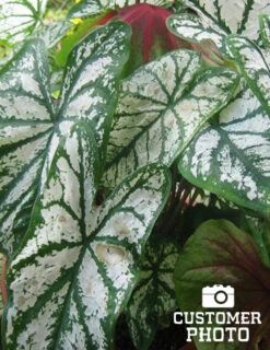 Menu Candidum Caladium -Holland Bulb Farms 72104 candidum caladium 4