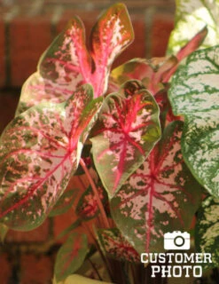 Menu Carolyn Whorton Caladium -Holland Bulb Farms 72105 carolyn whorton caladium 3