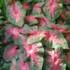 Menu Postman Joyner Caladium