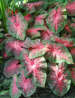 Menu Postman Joyner Caladium