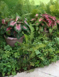 Menu Blazing Scarlet Shade Planter Collection -Holland Bulb Farms 72106 postman joyner caladium 1