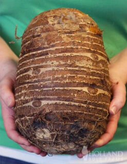 Menu Fancy Foliage Collection -Holland Bulb Farms 72116 jumbo elephant ear 2 1