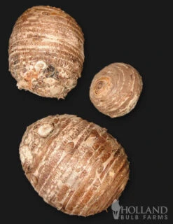 Menu Jumbo Elephant Ear -Holland Bulb Farms 72116 jumbo elephant ear 3