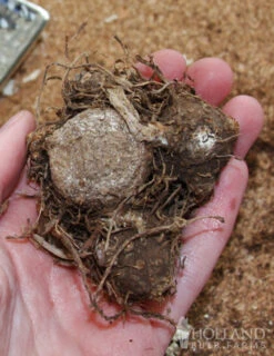 Menu Moonlight Garden Of Summer Blooms -Holland Bulb Farms 72117 moonlight caladium 2 3