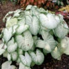 Menu Moonlight Caladium -Holland Bulb Farms 72117 moonlight caladium 3 2