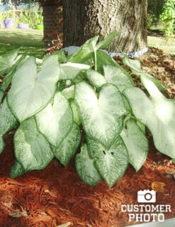 Menu Blazing Scarlet Shade Planter Collection -Holland Bulb Farms 72117 moonlight caladium 4