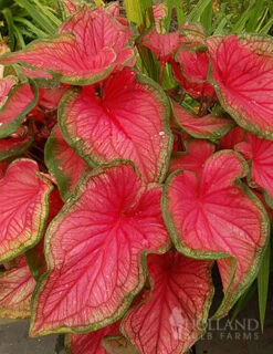 Menu Fancy Frills Pink Shade Patio Collection -Holland Bulb Farms 72119 sweetheart caladium 1