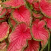 Menu Sweetheart Caladium -Holland Bulb Farms 72119 sweetheart caladium