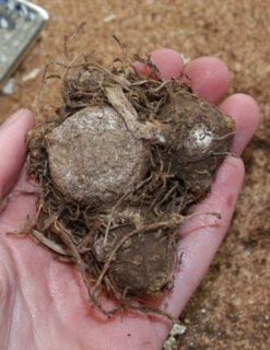 Menu Shady Container Garden Collection -Holland Bulb Farms 72119 sweetheart caladium 2 2