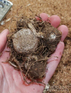 Menu Red And White Caladium Collection -Holland Bulb Farms 72121 red ruffles caladium 2 3