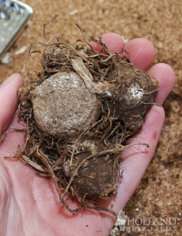 Menu Bridgets Apricot Shade Trio 18 Menu Bridgets Apricot Shade Trio - Image 16