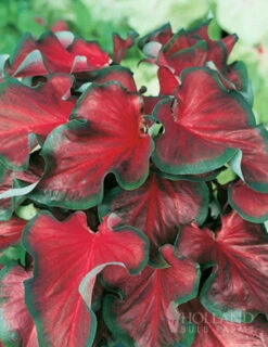 Menu Bridgets Apricot Shade Trio 32 Menu Bridgets Apricot Shade Trio -Holland Bulb Farms 72121 red ruffles caladium