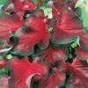 Menu Red Ruffles Caladium 2 Menu Red Ruffles Caladium -Holland Bulb Farms 72121 red ruffles caladium 3