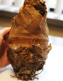 Menu Fancy Foliage Collection -Holland Bulb Farms 72122 upright elephant ear 1