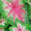 Menu Roseglow Caladium -Holland Bulb Farms 72136 roseglow caladium