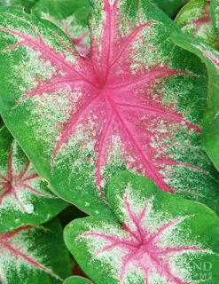 Menu Roseglow Caladium